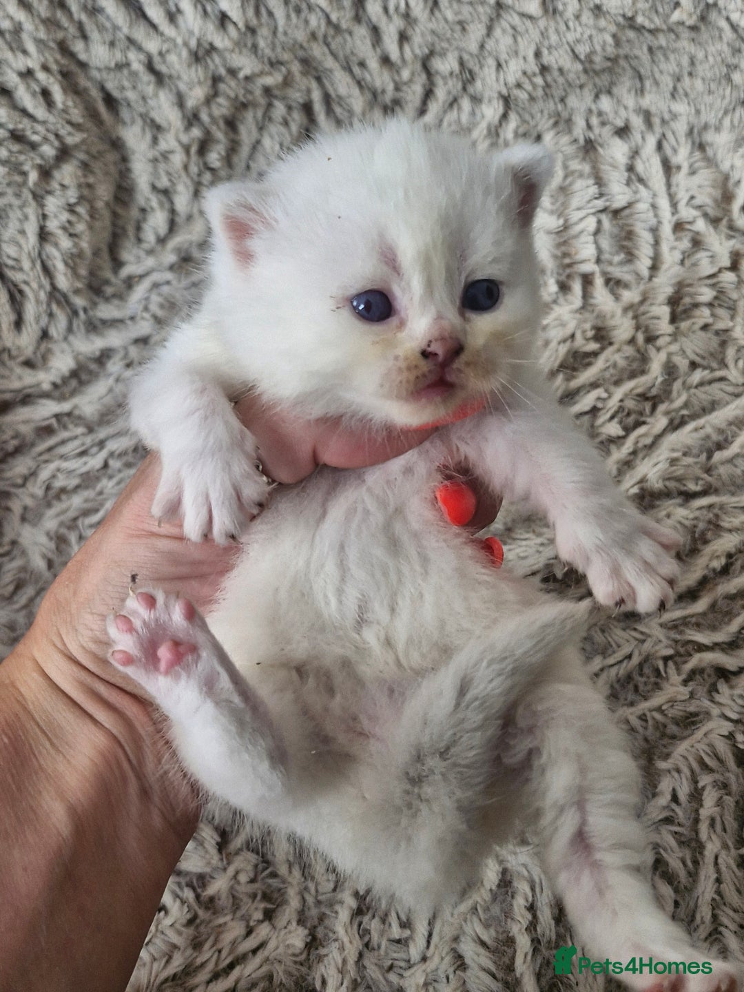 British Shorthair cats for sale: British shorthair and longhair  - Image 16