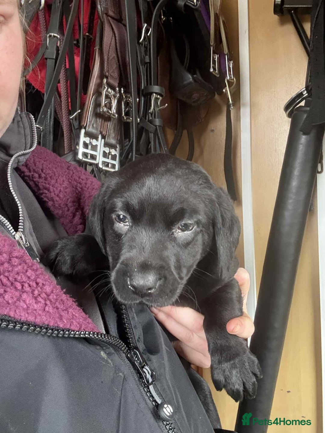 Labrador Retriever dogs for sale: two stunning labrador puppies - Advert 7