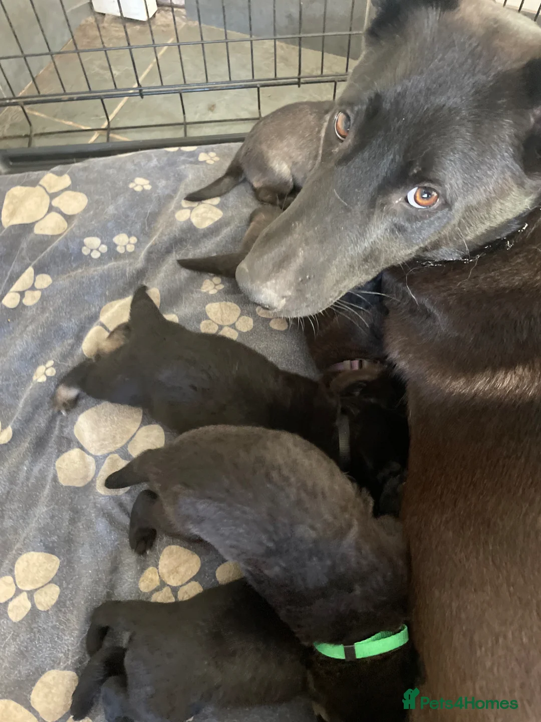 Mixed Breed dogs for sale: German shepherd x - Advert 8