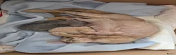 Devon Rex cats for sale: ❤️ Gorgeous Devon Rex Kittens ❤️ - Advert 2