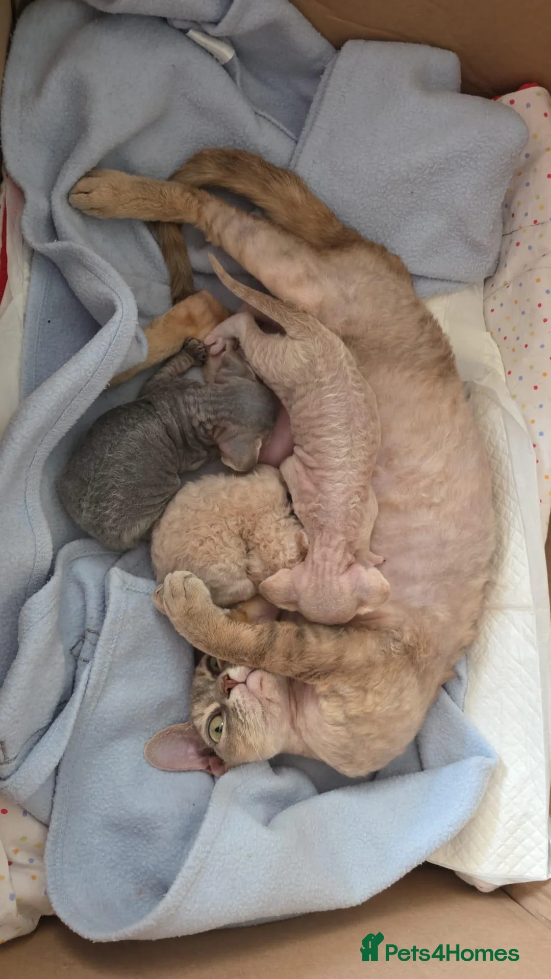 Devon Rex cats for sale: ❤️ Gorgeous Devon Rex Kittens ❤️ - Advert 2
