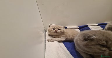 British Shorthair cats - Advert 3