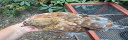 Chickens poultry for sale: Trio bantam pullets  - Advert 2