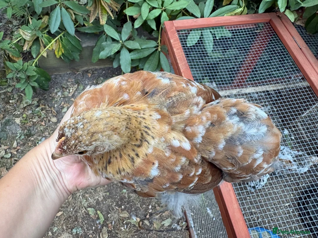 Chickens poultry for sale: Trio bantam pullets  - Advert 2