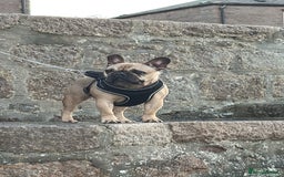 French Bulldog dogs for sale: French bulldog for rehoming - Image 4