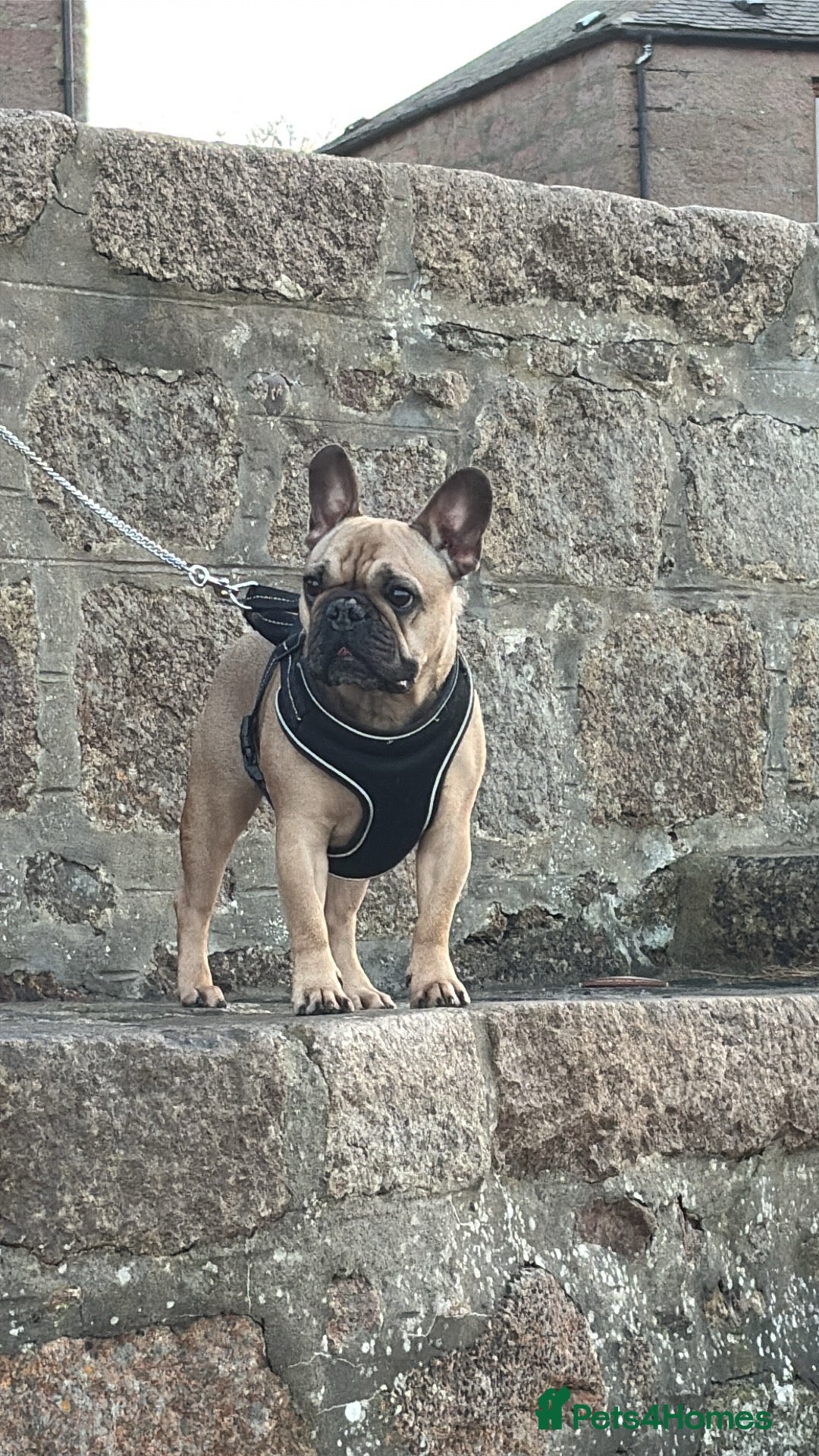 French Bulldog dogs for sale: French bulldog for rehoming - Image 4