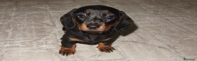 Miniature Dachshund 3