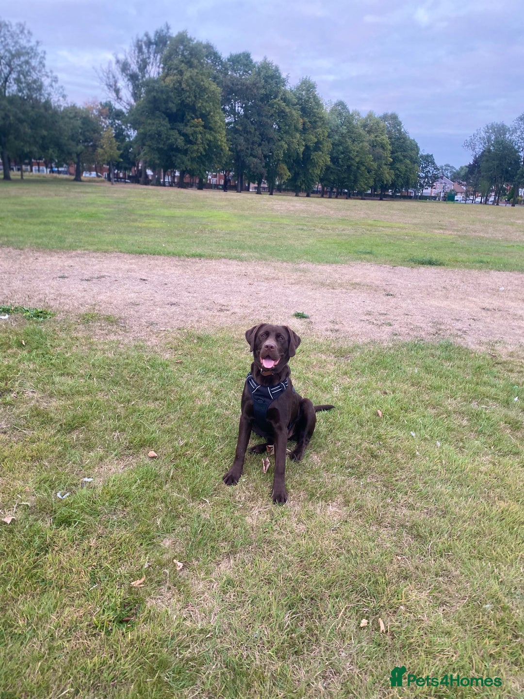 Mixed Breed dogs for sale: Belle LabX - Image 2