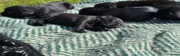Springador dogs for sale: Spaniel x Labrador puppies  - Advert 22