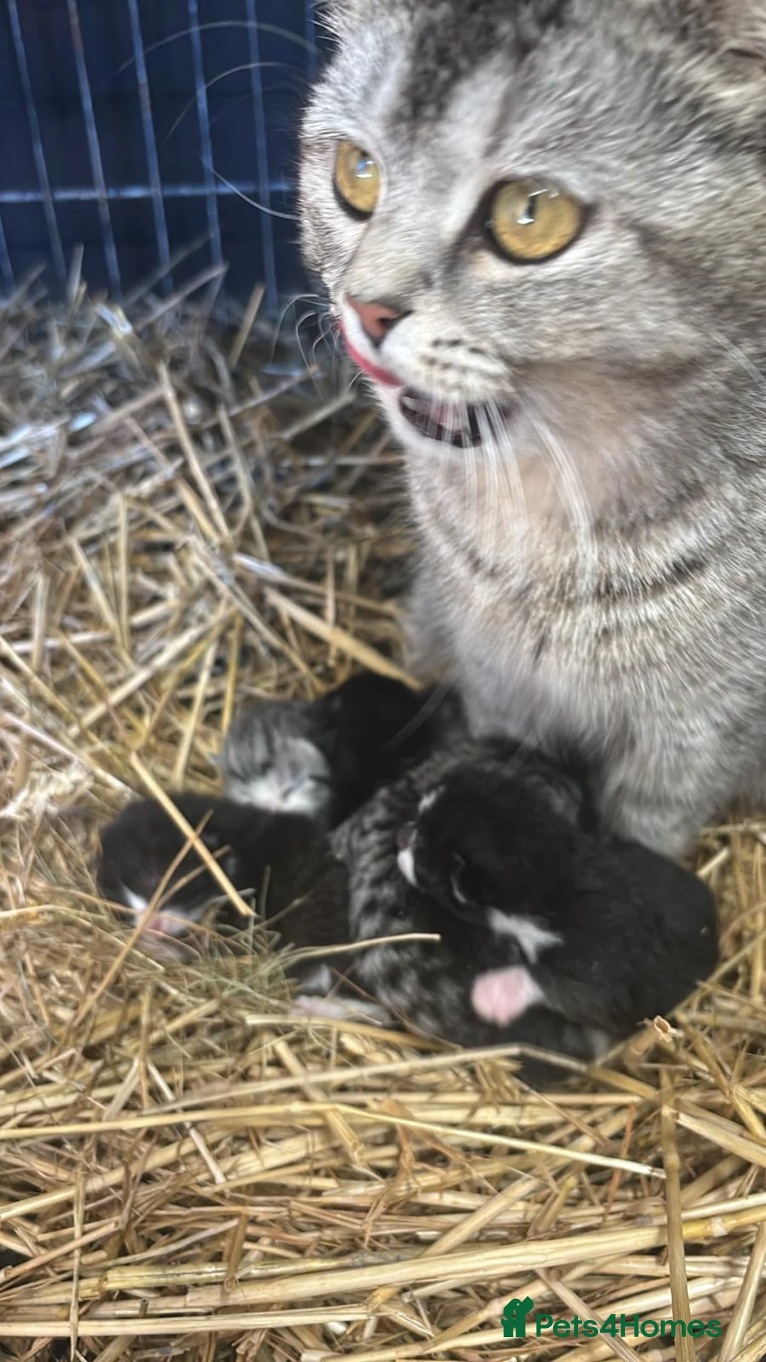 Mixed Breed cats for sale: Scottish fold x kittens  in Tiverton - Advert 2