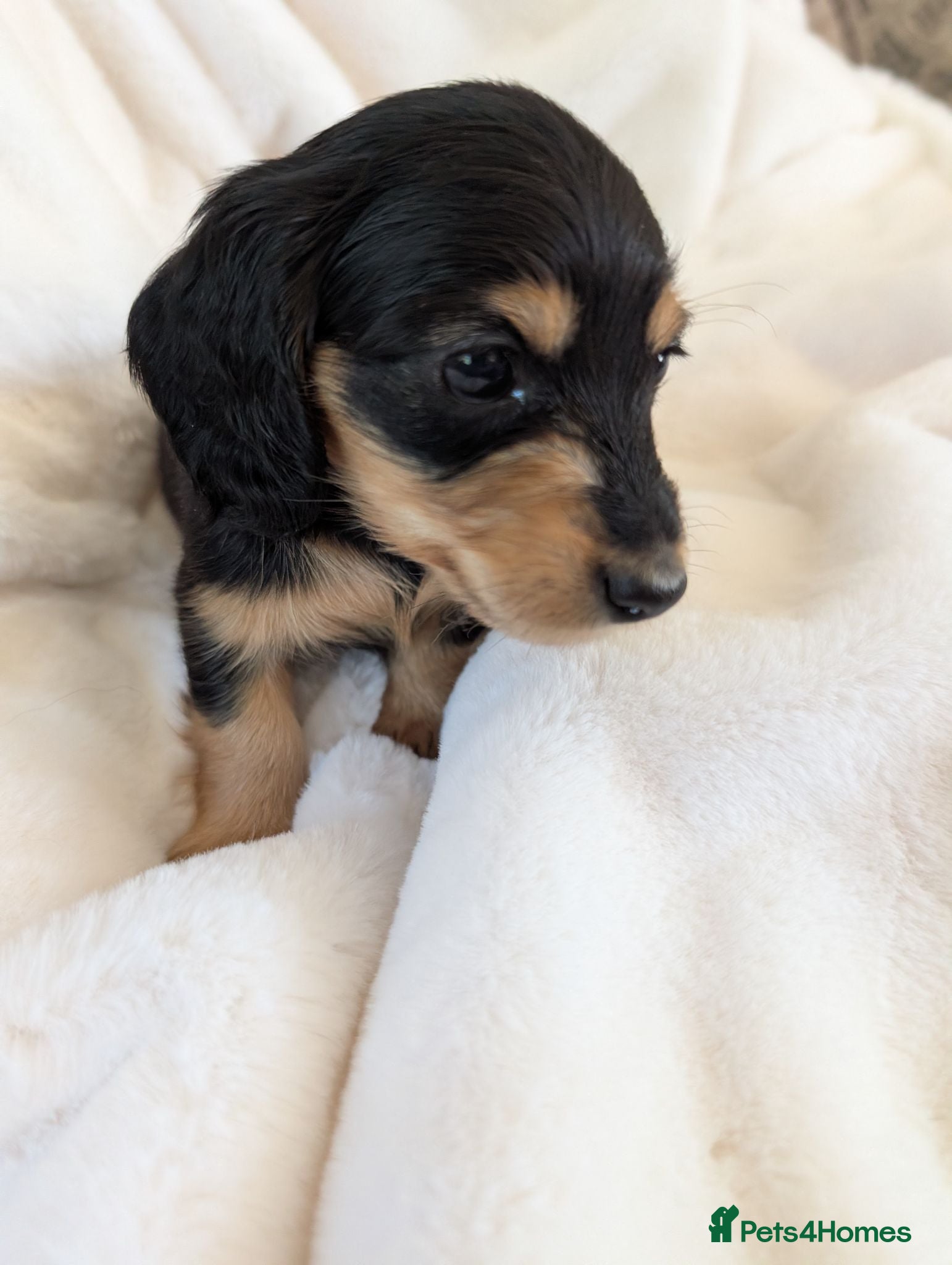 Miniature Dachshund dogs Stunning LH pra clear MD - Advert 3