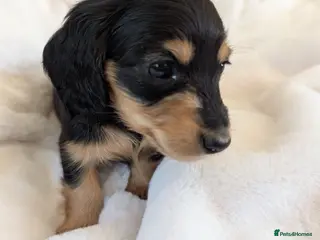 Miniature Dachshund dogs Stunning LH pra clear MD - Advert 3