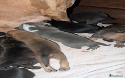 Mixed Breed dogs for sale: Puppies for sale  - Image 1