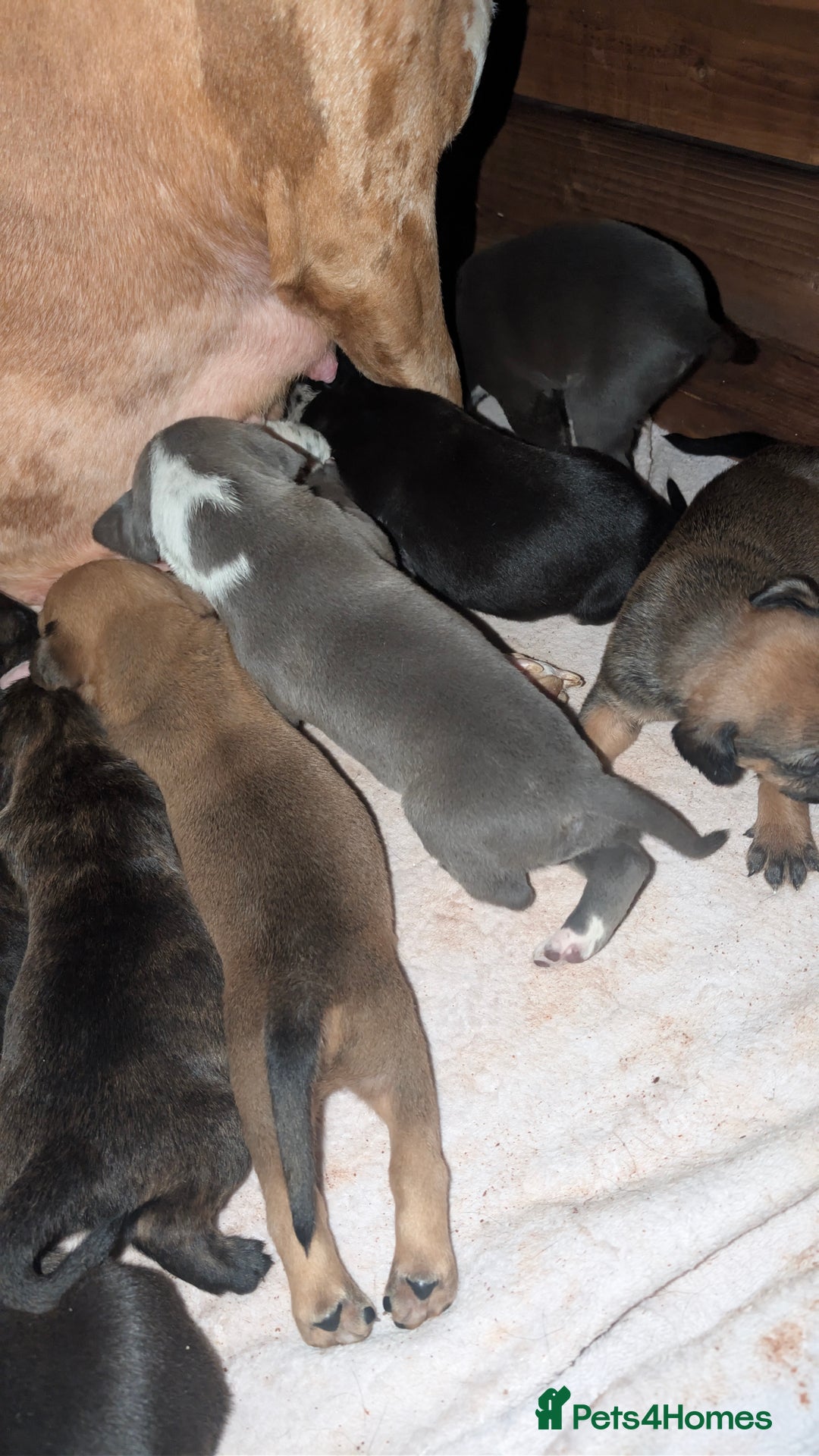 Mixed Breed dogs for sale: Puppies for sale  - Image 1