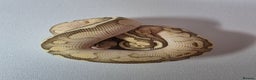 Snake reptiles for sale: Ball pythons  - Advert 17