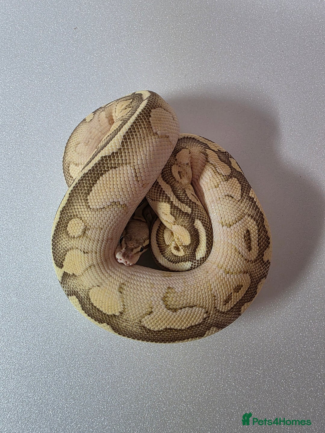 Snake reptiles for sale: Ball pythons  - Advert 17