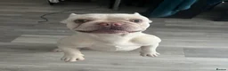 French Bulldog dogs for sale: KC registered platinum French bulldog - Advert 2