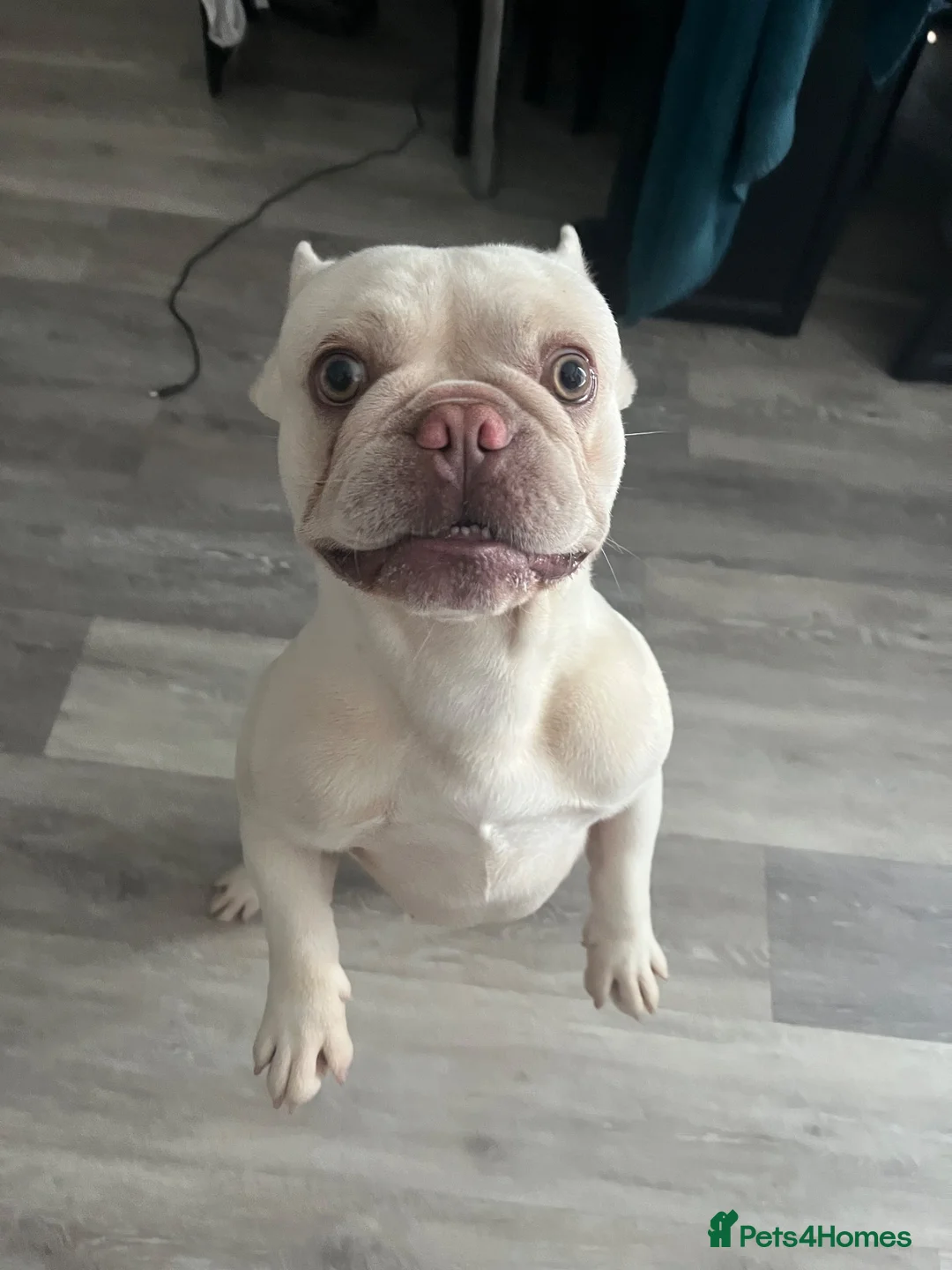French Bulldog dogs for sale: KC registered platinum French bulldog - Advert 2