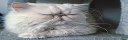 Persian cats for sale: Tin-tin – Loving Persian Cat Seeking Forever Home - Advert 5