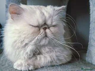 Persian cats Beautiful Cream Persian Boy – Neutered - Advert 9