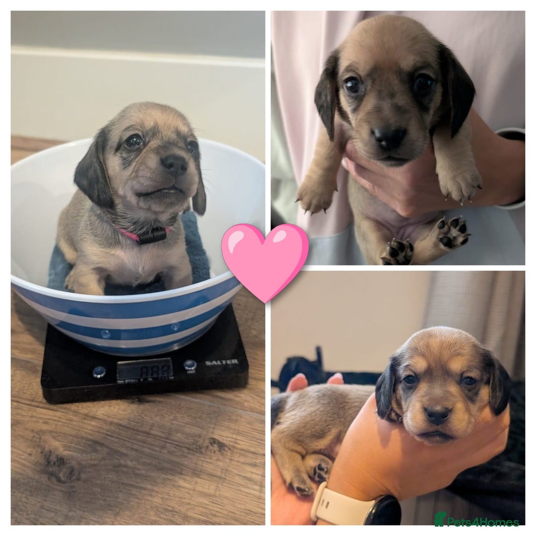 Miniature Dachshund dogs for sale: Three Sausages Left!! 🩷🩷🩵 - Image 4