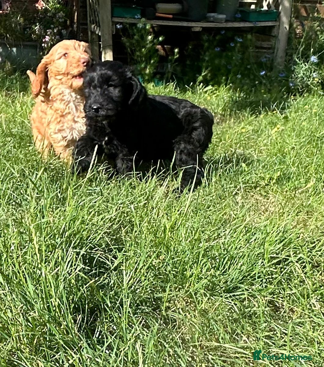 Cockapoo dogs Gorgeous Cockapoo Boys  - Advert 1