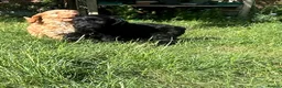 Cockapoo dogs for sale: Gorgeous Cockapoo Boys  - Advert 10