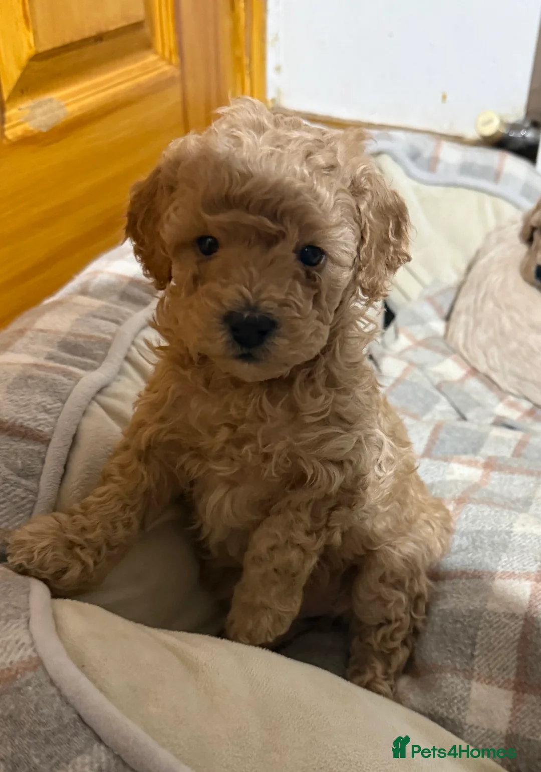 Maltipoo dogs for sale: Ready this week 🧸 - Advert 32
