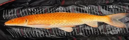 Koi Carp fish for sale: Stunning Koi Ogons (43cm–49cm) – Leigh-on-Sea in Leigh-on-Sea - Advert 1