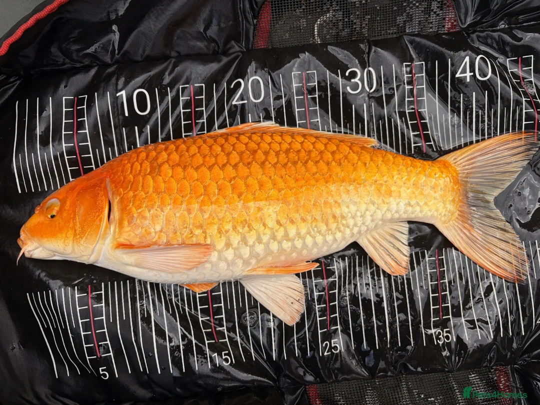 Koi Carp fish for sale: Stunning Koi Ogons (43cm–49cm) – Leigh-on-Sea in Leigh-on-Sea - Advert 1