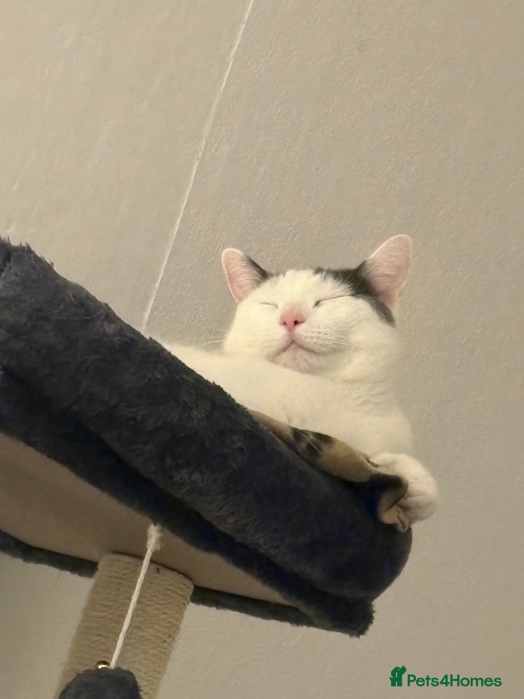 Mixed Breed cats for sale: Casper.  **   - Advert 10