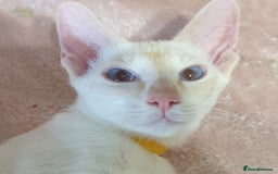 Siamese cats for sale: GCCF Traditional Red and Chocolate Point Saimese  in Darwen - Image 28