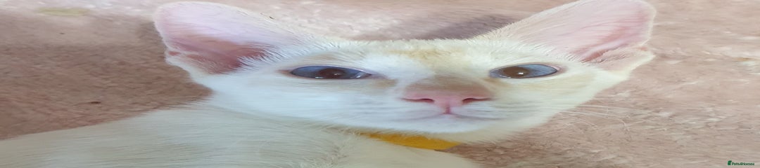 Siamese Kitten 3