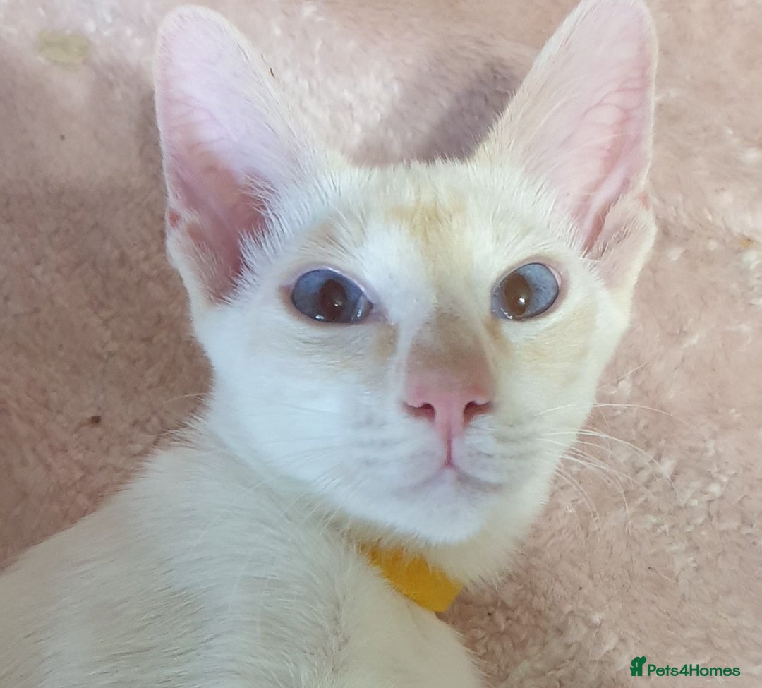 Siamese cats for sale: GCCF Traditional Red and Chocolate Point Saimese  in Darwen - Image 28