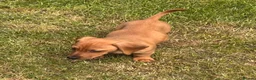Jackshund dogs for sale: Dachshund X Jack Russell Puppies JACKSHUNDS  in Glasgow - Advert 17