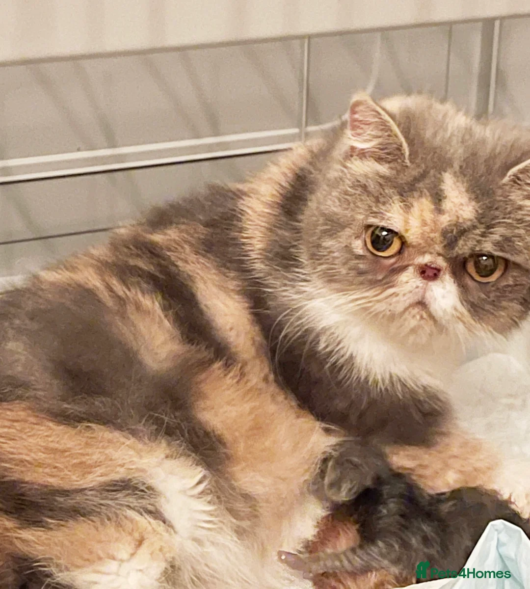 Exotic cats for sale: Beautiful pedigree girls, ready for Rehoming - Advert 11