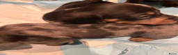 Miniature Dachshund dogs for sale: Gorgeous miniature Daschund puppies - Advert 8