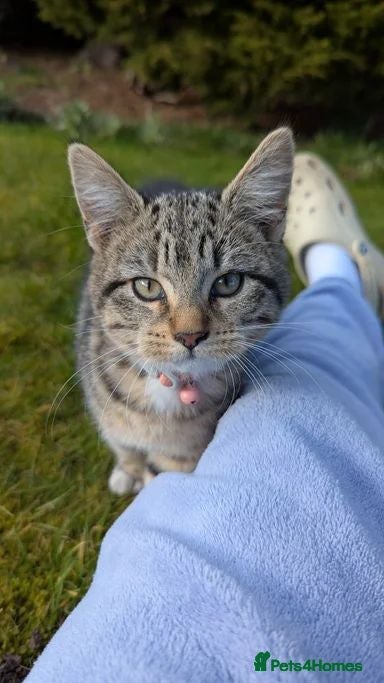 Mixed Breed cats Cat tabby - Advert 3