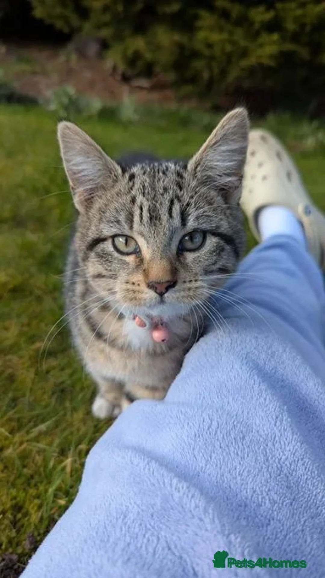Mixed Breed cats for sale: Cat tabby in Sheffield - Advert 1