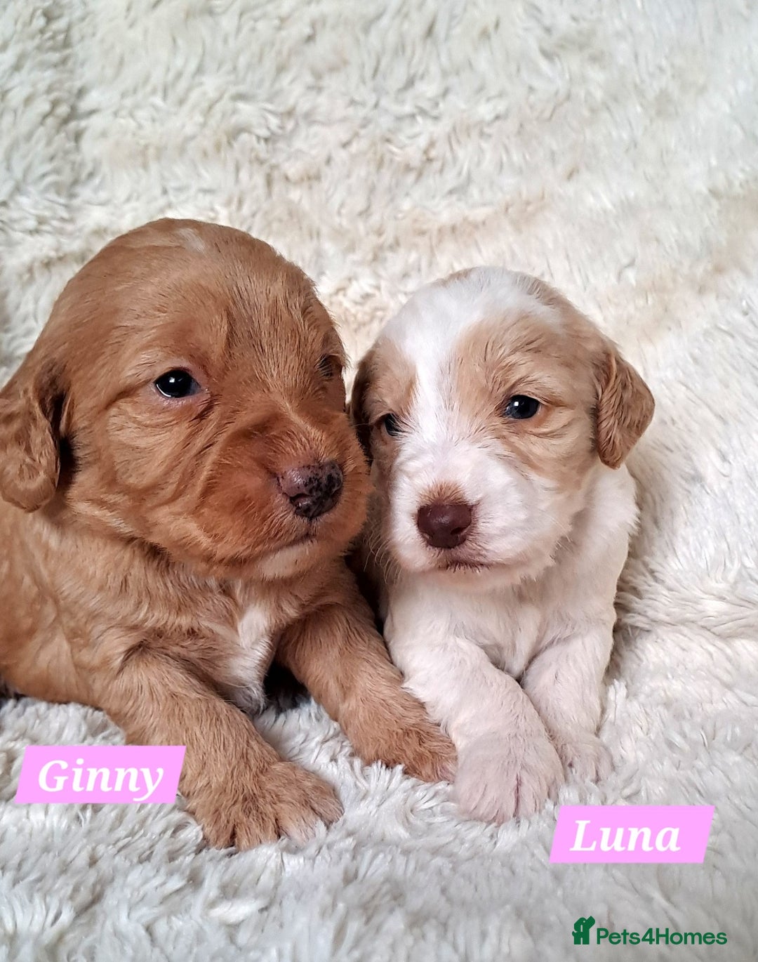 Cockapoo dogs for sale: F1 Cockapoo puppies  - Image 4