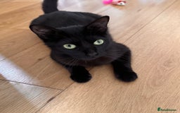 Mixed Breed cats for sale: female kittens  in Enfield - Image 2