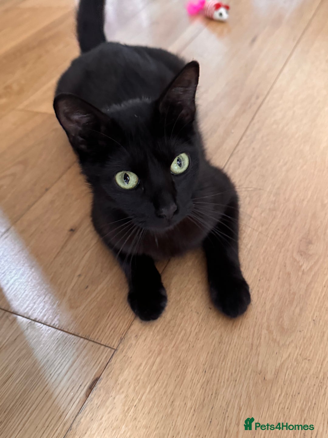 Mixed Breed cats for sale: female kittens  in Enfield - Image 2