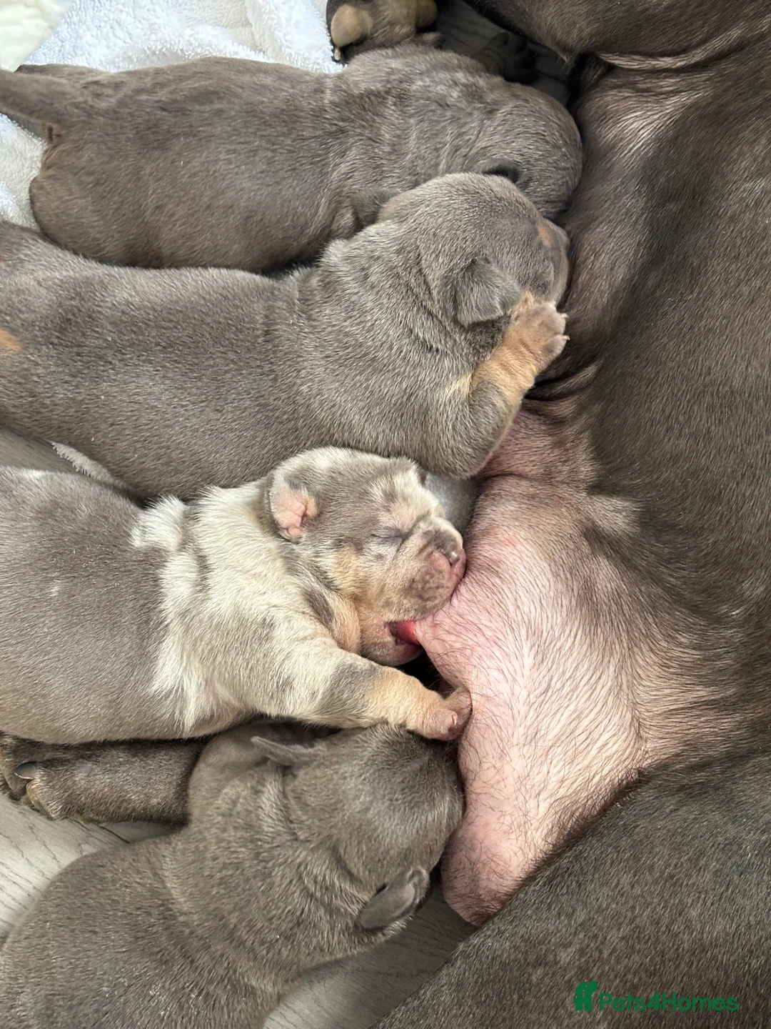 American Bully dogs for sale: Pocket bully puppies  - Advert 1