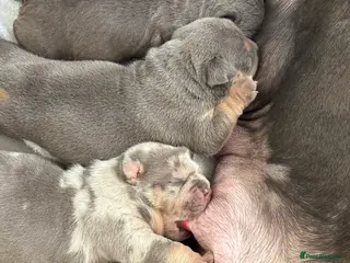 American Bully dogs Pocket bully puppies - Advert 1