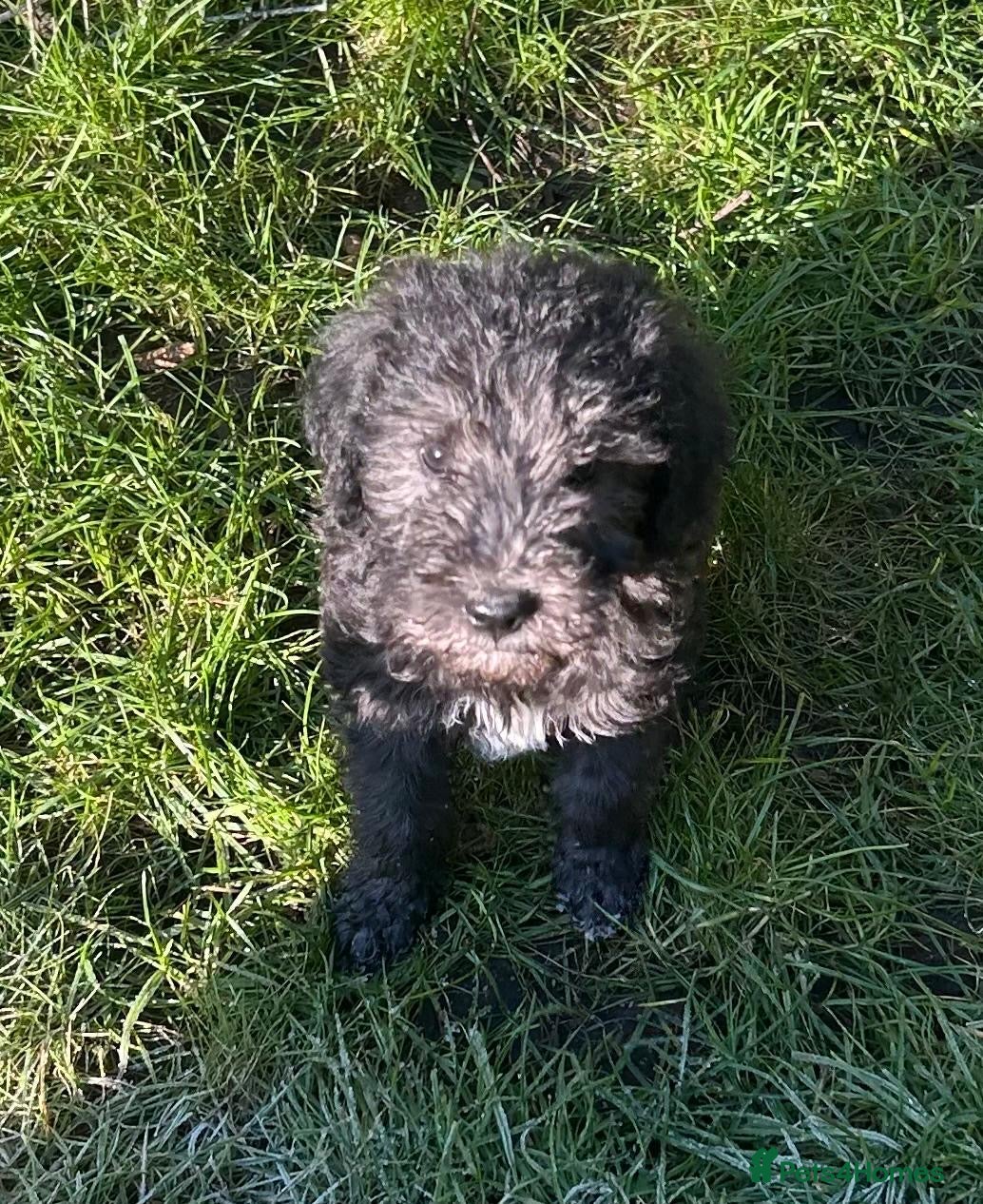 Bedlington Terrier dogs Bedlington pup - Advert 4