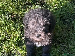 Bedlington Terrier dogs Bedlington pup - Advert 5