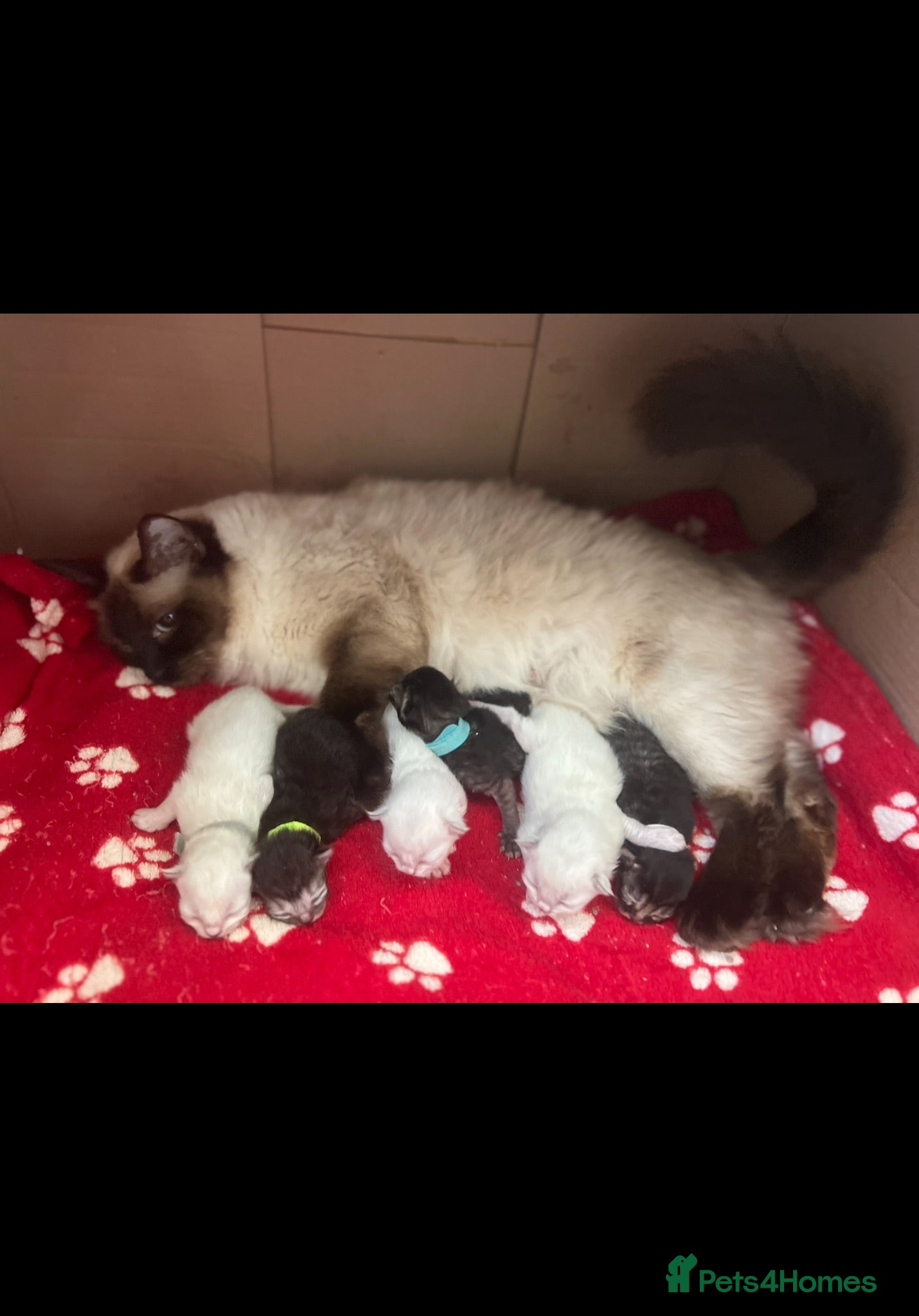 Persian cats Absolutely beautiful Persian/ragdoll Kittens - Advert 3
