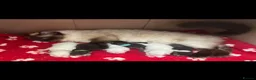 Persian cats for sale: Absolutely beautiful Persian/ragdoll Kittens - Advert 1