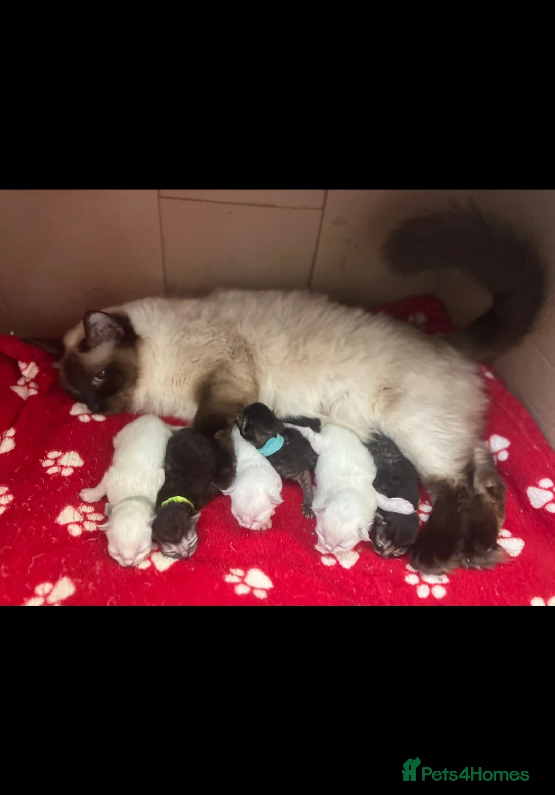 Persian cats for sale: Absolutely beautiful Persian/ragdoll Kittens - Advert 1