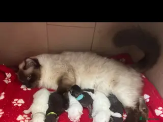Persian cats Absolutely beautiful Persian/ragdoll Kittens - Advert 2